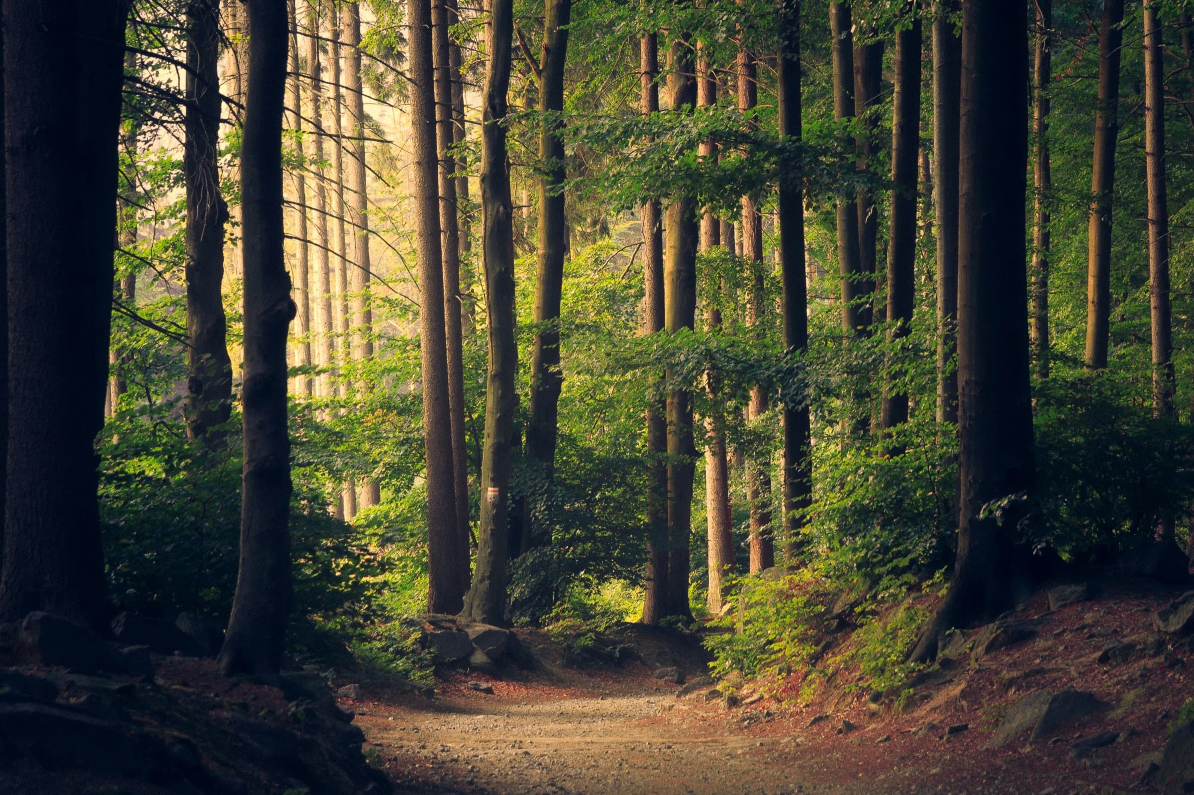 Green forest canopy — sustainable fibre sourcing